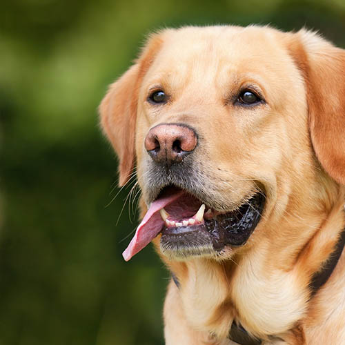  un chiot soin pharmacie Centrale d'Athis-Mons