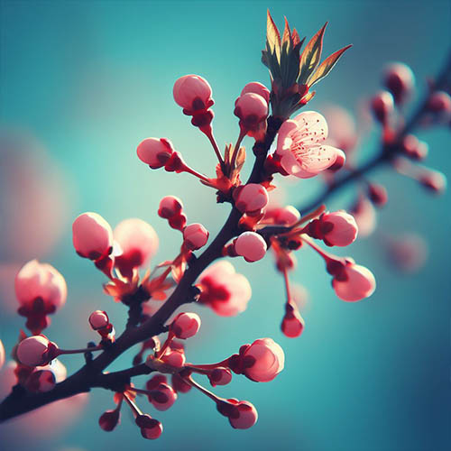 Gemmothérapie herboristerie Athis-Mons